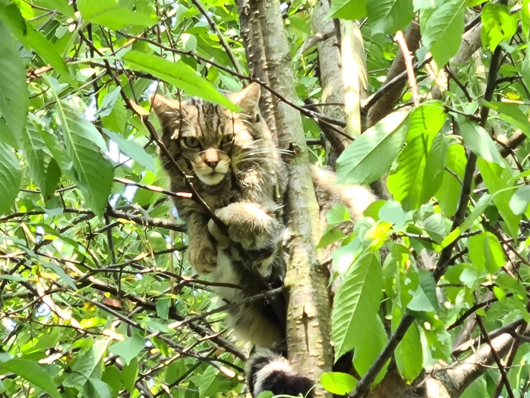 Frieda in ihrer neuen Wildkatzenanlage im Nationalpark Thayatal. Wildkatze klettert im Baum.