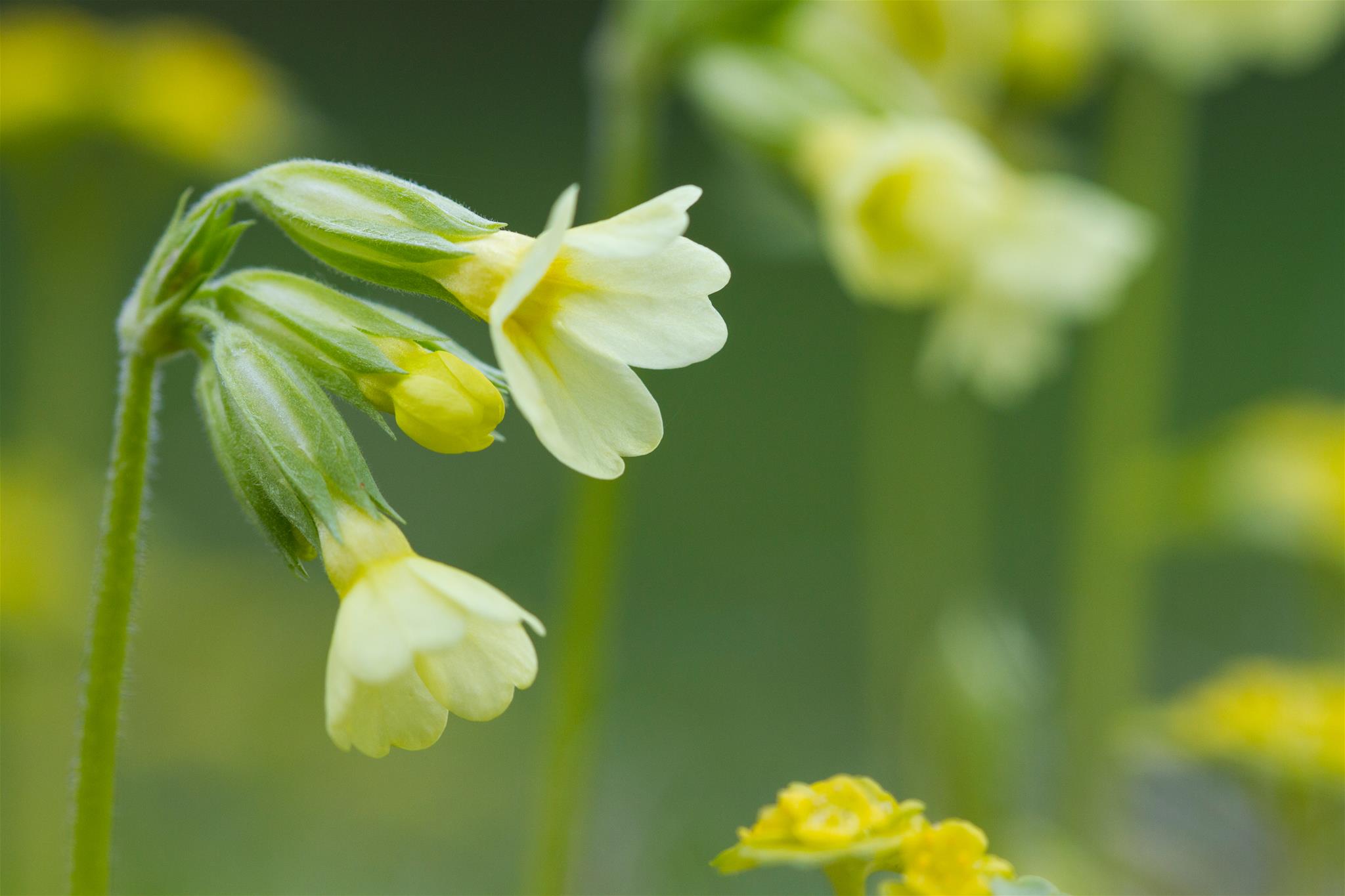 Schlüsselblume - Frühlingserwachen im Nationalparkwald