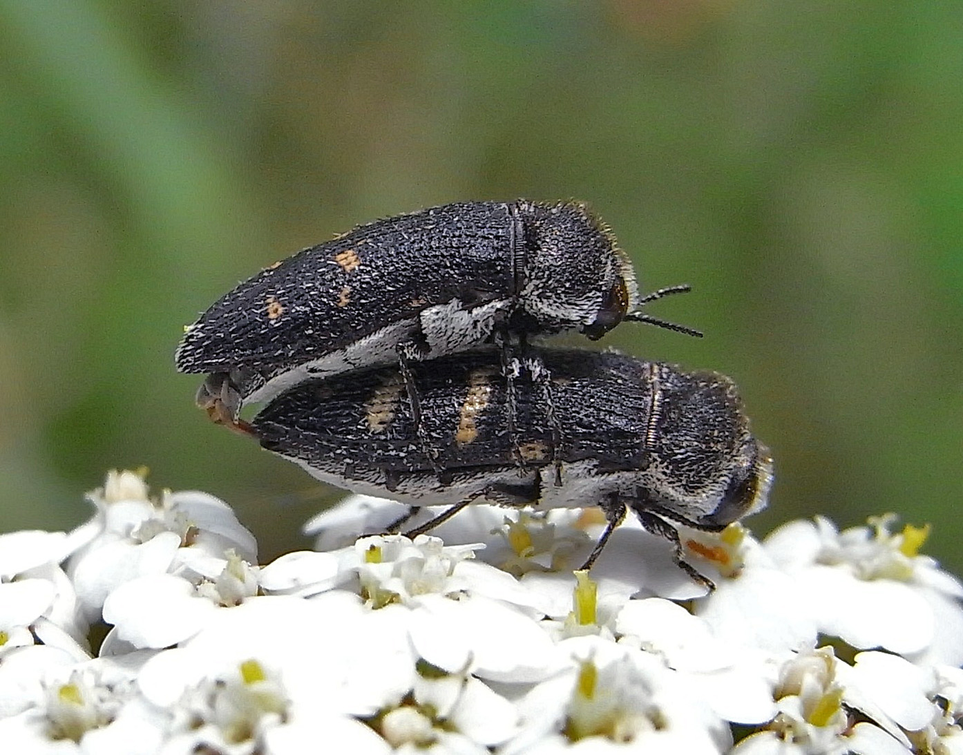 weißer Ohnschild-Prachtkäfer auf weißer Blüte vor grünem Hintergrund