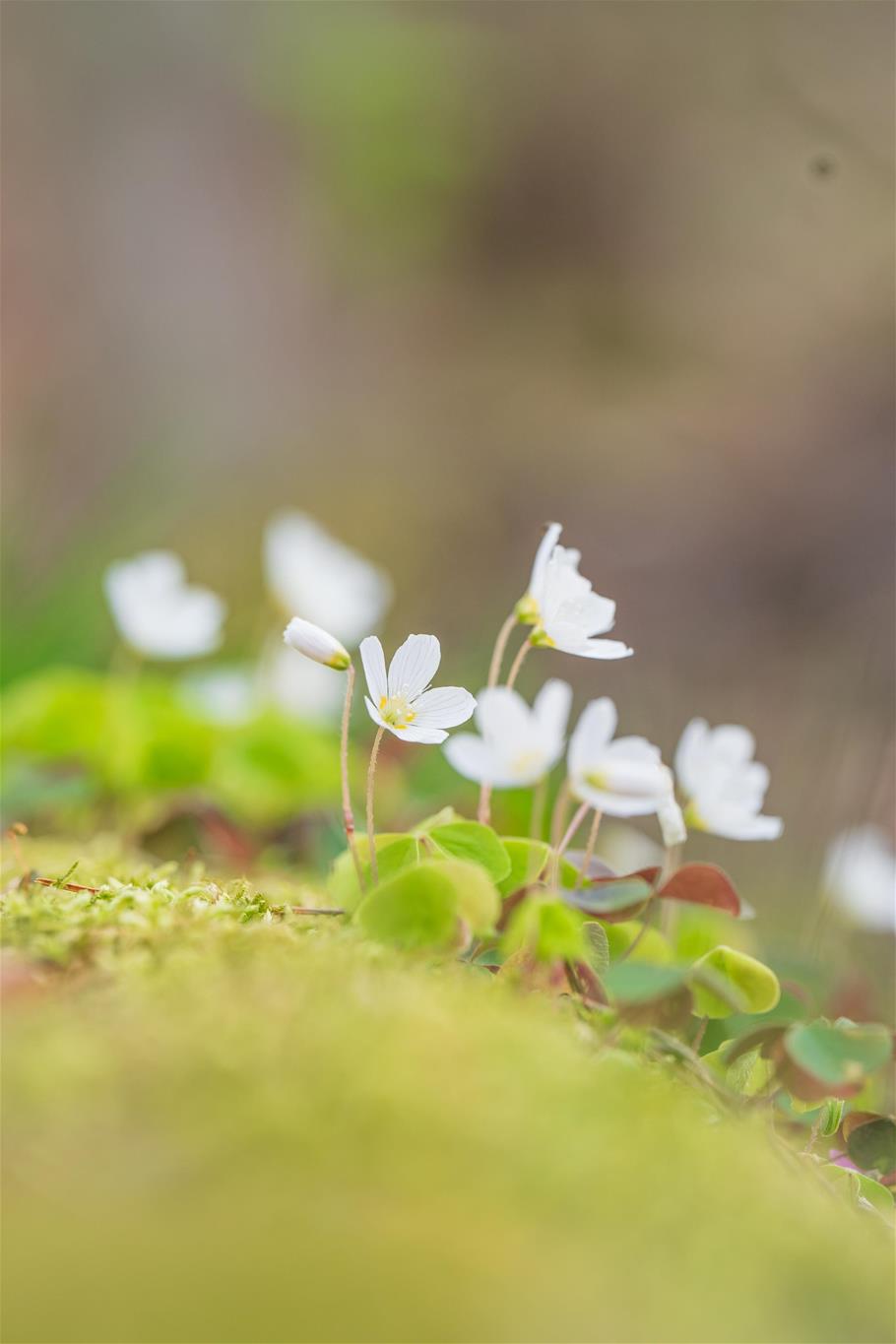 Frühjahrsblüher Nationalpark Thayatal