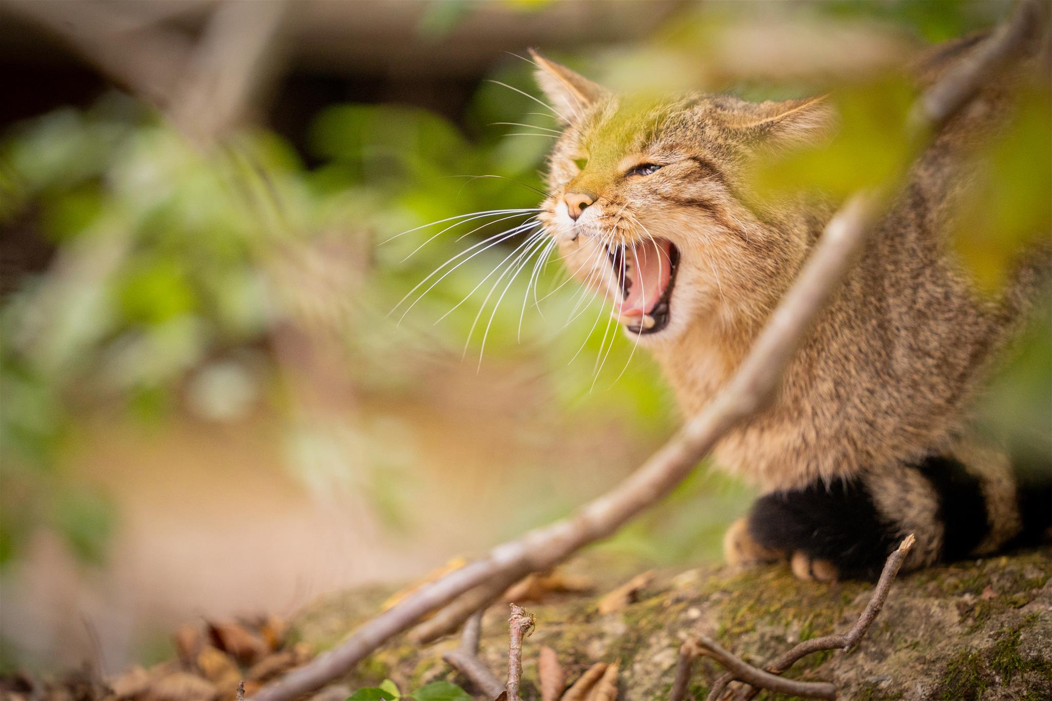 gähnende Wildkatze auf einem Stein