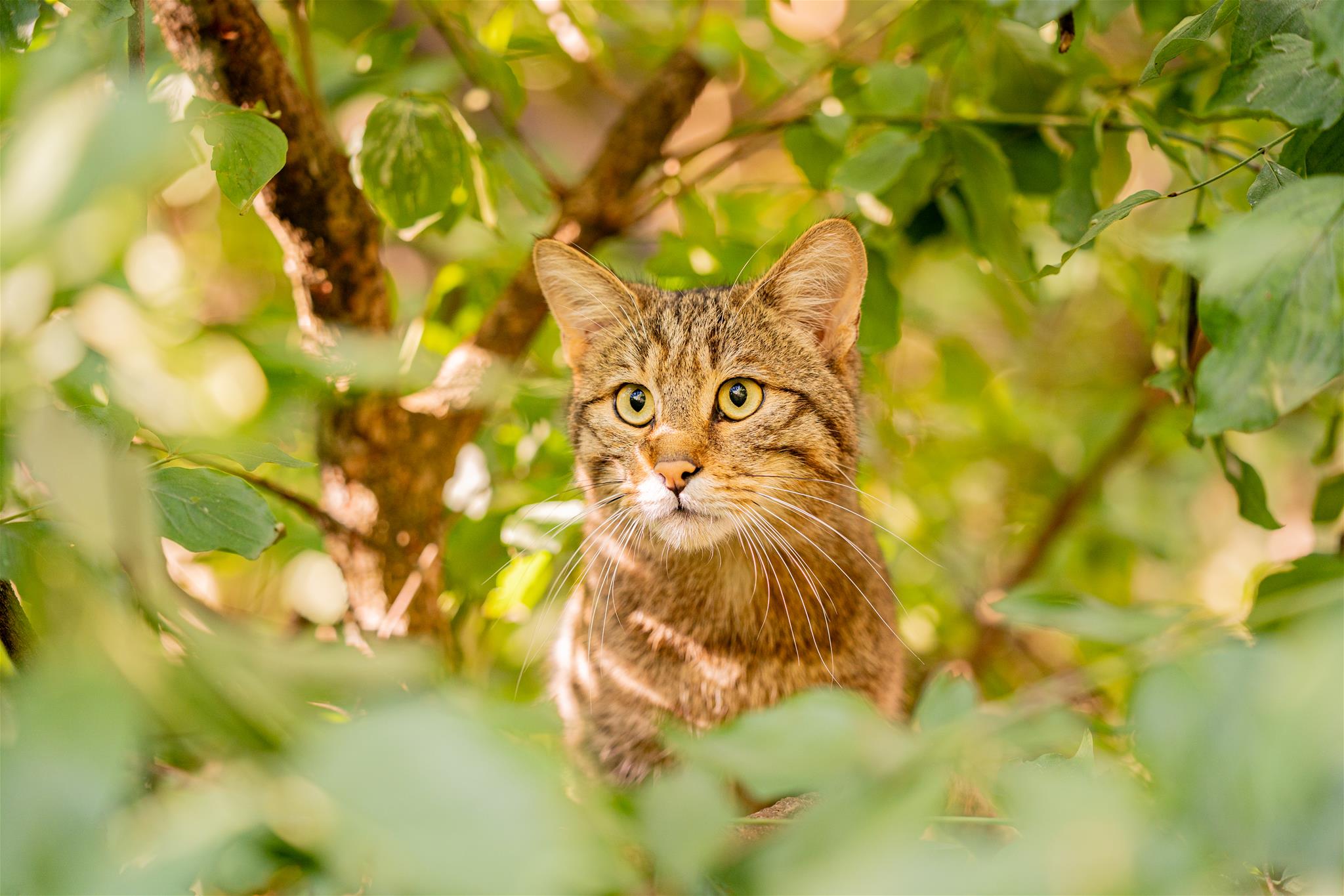 Wildkatze im Gebüsch