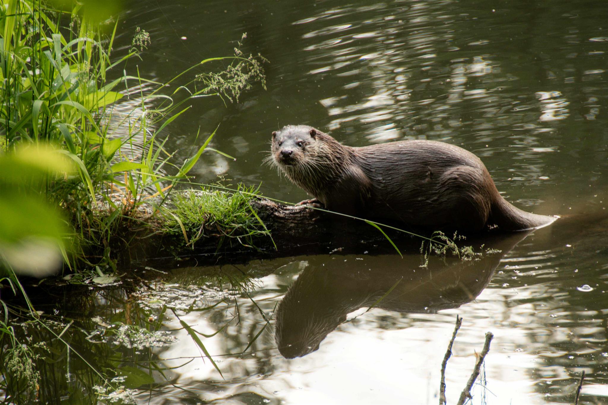 Fischotter in der Thaya