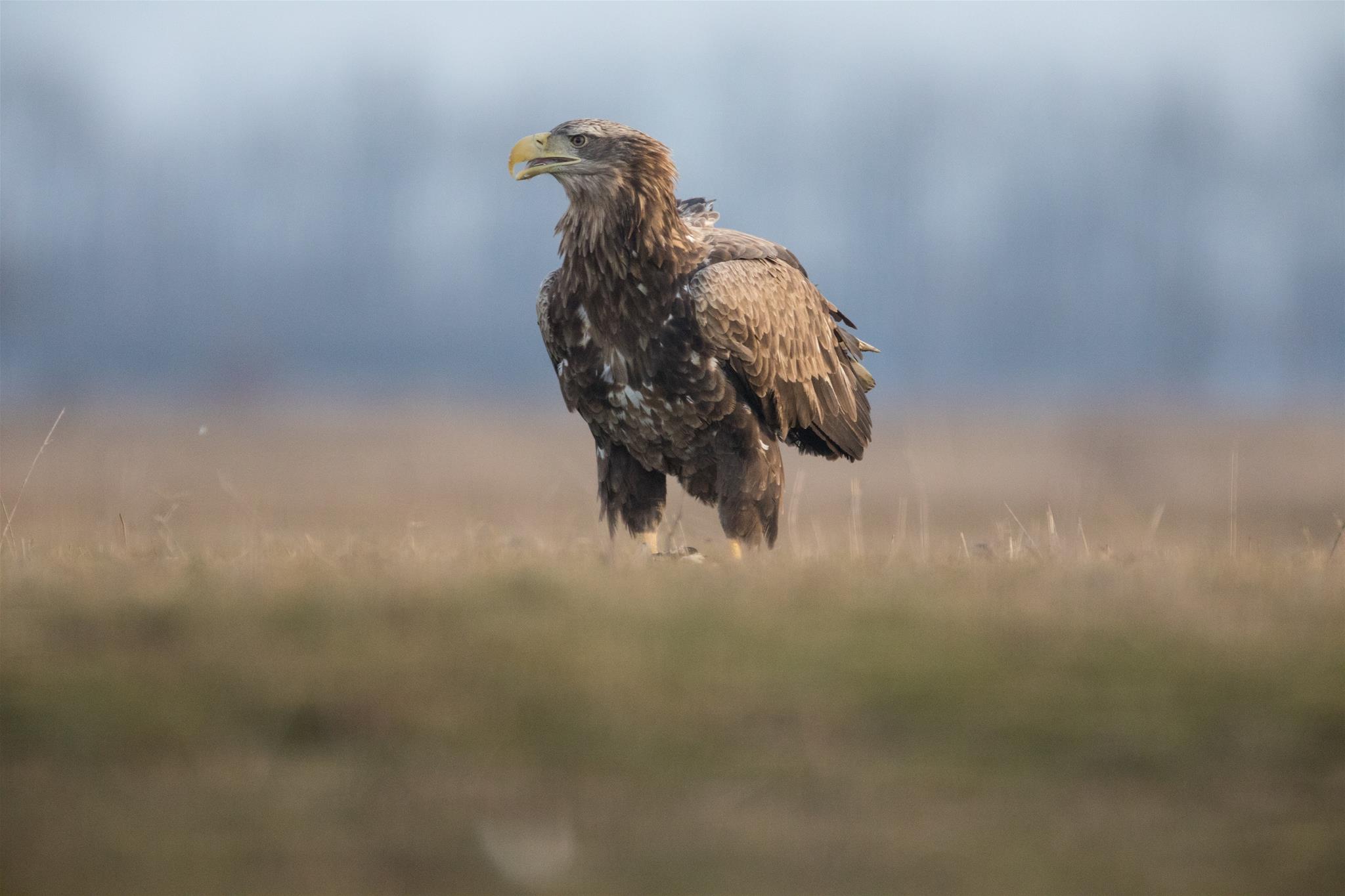 Seeadler