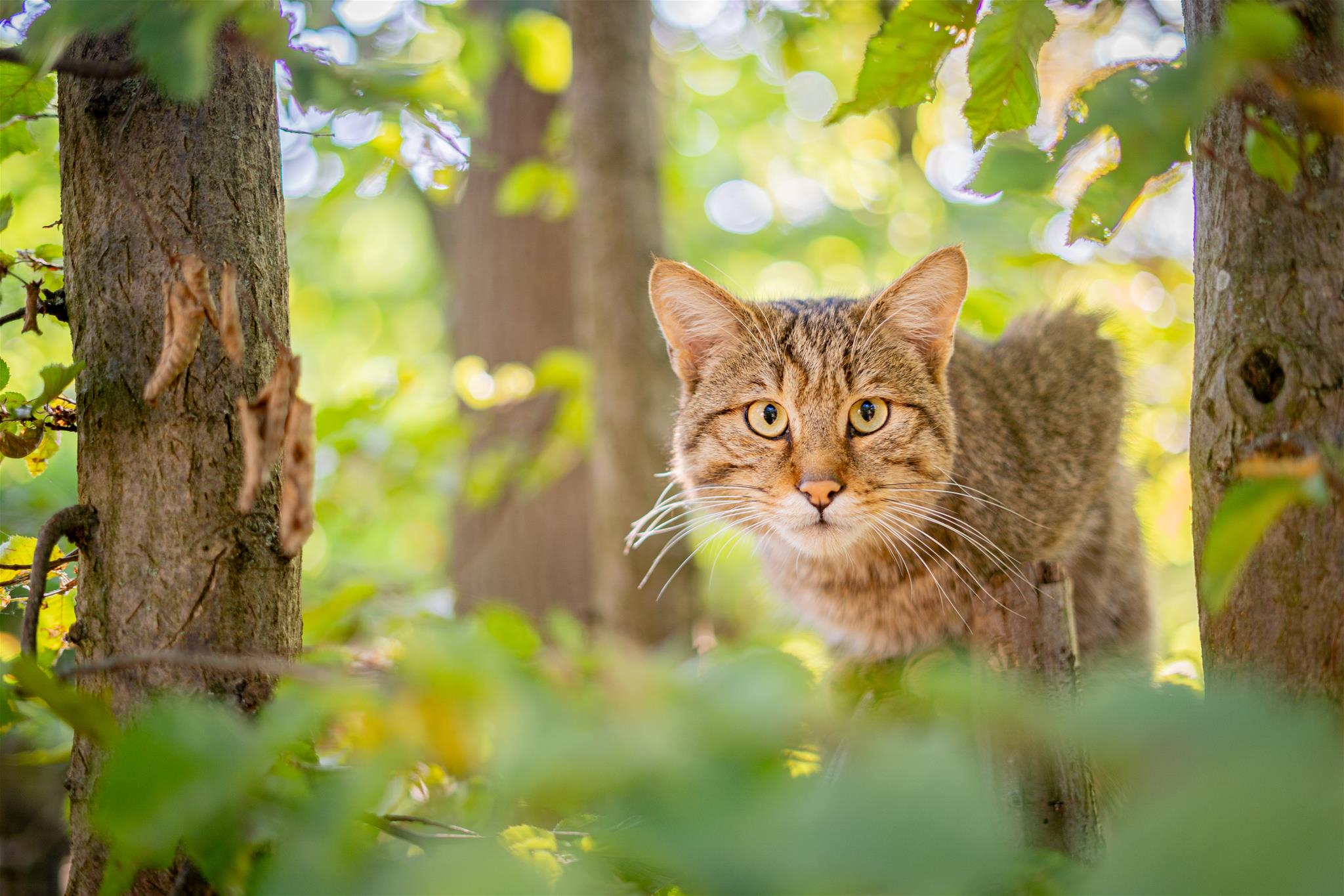 Wildkatze